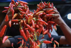 Ada Satu Komoditas Pangan Mencuri Perhatian karena Mengalami Kenaikan di Sarolangun 