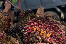  Kabar Baik Komoditas Jambi Pekan Ini! Harga Karet Stagnan, Harga TBS Kelapa Sawit Jambi Merangkak Naik