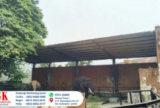 Asap Karhutla Mengancam Satwa, Gajah Di Taman Rimba Jambi Sempat Alami Gangguan Pernapasan