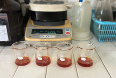 Penjualan CPO PTPN IV Regional IV Naik Signifikan, Tembus 56 Juta Kilogram!