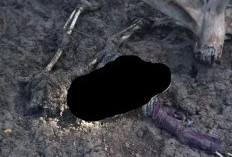 GEMPAR! Tengkorak Manusia Ditemukan di Pesisir Sungai Sayang, Warga Tanjab Timur Berbondong-bondong Datangi Lo