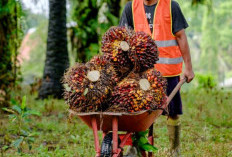 Produksi TBS Sawit PTPN IV Regional IV Lampaui Target RKAP 2026 Mencapai 116 Persen 