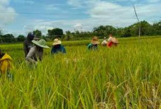 Bantuan Benih Padi untuk 3.371 Hektare Lahan di Tanjab Timur