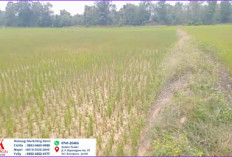 Imbas Kemarau Panjang, Ratusan Hektare Sawah di Tebo Gagal Panen
