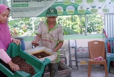   Budidaya Maggot di Tanjab Timur Mampu Kurangi Jumlah Sampah 