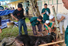 PTPN IV Regional IV Potong 7 Sapi 3 Kambing Kurban 