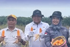 Sekda Muaro Jambi Hadiri Panen Raya Jagung Serentak Kuartal II di Kawasan PT Brahma Bina Bakti