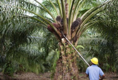 Kapan Pemanggilan Tim 12? Ini Penjelasan Polisi Terkait Konflik Lahan Sawit di Desa Betung Muaro Jambi