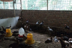 CSR SKK Migas-PetroChina Sukses Dongkrak Ekonomi Warga Muntialo Lewat Pengembangan Ayam Kampung Unggul KUB