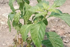 Musim Kemarau Ancam Produksi Hortikultura, Petani Tanjab Timur Tetap Optimistis Panen