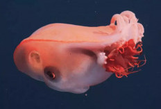 Wah! Penampakan Langka Cumi 7 Lengan Raksasa Terekam di Laut Dalam