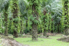 Harga TBS Sawit Jambi Turun Lagi, Segini Nilainya untuk Tanaman Usia 10–20 Tahun