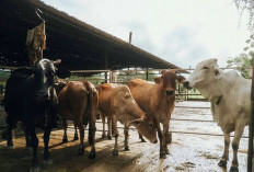 Harga Sapi Kurban di Muara Bulian Naik, Pedagang Sebut Permintaan Ukuran Besar Meningkat