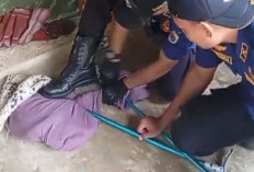 Ngerii..! King Cobra 3 Meter Masuk Pemukiman, Damkar Evakuasi Tanpa Korban