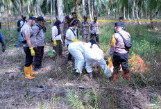 Geger! Mayat Pria Lansia Ditemukan Membusuk di Area Kebun Kelapa Tanjab Timur, Tinggal Sendirian di Pondok