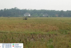 Kemarau Panjang, 100 Hektar Sawah di Tebo Gagal Panen