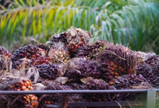  Sentimen Global Tekan Harga CPO, Kemendag Sesuaikan Tarif Bea Keluar
