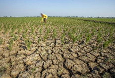 Waspada 6 Kelompok Paling Rentan Terserang Penyakit saat El Nino