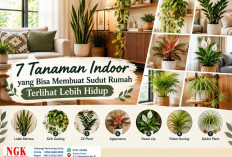 7 Tanaman Indoor yang Bisa Membuat Sudut Rumah Terlihat Lebih Hidup