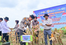 Polda Jambi Gelar Panen Raya Jagung Serentak Kuartal II 2026, Dukung Program Ketahanan Pangan Nasional