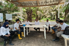 Kebun PTPN IV Regional IV Utamakan Operational Excellence 