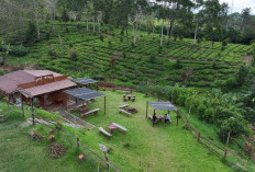 Kampung Koboi Tugu Selatan, Wujud Transformasi Desa Berbasis Potensi Lokal dalam Program Desa BRILiaN