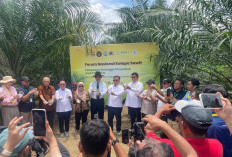 Serangga Penyerbuk Dilepas, Harapan Baru untuk Masa Depan Sawit Indonesia