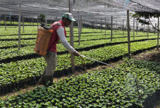 50 Petani di Kerinci Raup Cuan dari Bibit Kopi, Dapat Rp130 Ribu per Hari