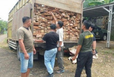 Kemenhut Usut Jaringan Kayu Ilegal Taman Nasional Bukit Tigapuluh, 1 Tersangka Ditahan