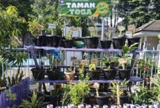 Solusi Sehat dari Pekarangan: Ini Mengapa Warga Jambi Harus Mulai Melirik Tanaman TOGA Sebagai Apotek Hidup 