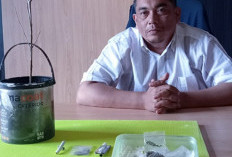 Terbongkar! Rumah di Perumahan Tanjab Timur Disulap Jadi Kebun Ganja, Sudah Berkali-kali Panen