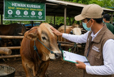 Jangan Salah Pilih! 5 Tips Memilih Hewan Kurban Sehat dan Sesuai Syariat