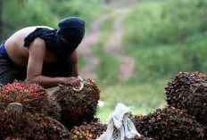 Aksi Ninja Sawit di Batanghari Terbongkar! Terungkap Jejak Pelaku, Penadah Ikut Terseret