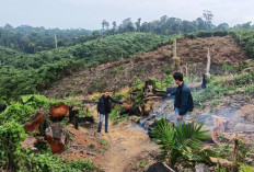Bidik Kasus Karhutla 55 Hektare, Polda Jambi Kembali Turunkan Tim ke PT Samhutani dan PT REKI