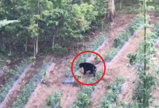 Viral! Beruang Muncul Dekat Permukiman Warga Kerinci, Diduga Lebih dari Satu Ekor