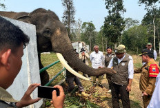 Kemenhut Perkuat Perlindungan Koridor Gajah Sumatra di  Lanskap Bukit Tigapuluh