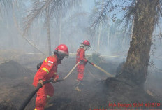 658,29 Hektare Lahan Terbakar, 62 Kasus dalam Proses Hukum