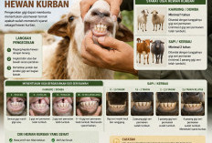 Wajib Tahu! Cara Cek Gigi, Mata, dan Nafsu Makan Hewan Kurban yang Layak dan Bebas PMK 