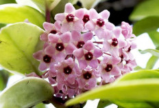 Jangan Ditunggu! 7 Tanaman Hias Ini Wajib Distek Januari, Dijamin Subur Saat Musim Panas