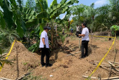 Geger Pengungkapan Kasus Mayat Dikubur di Kebun Sawit Merangin! Istri dan Mertua Korban Diamankan Polisi