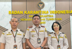 Ekspor 27,6 Ton Pinang Jambi Tertahan di Singapura dan Dikembalikan, Ini Penjelasan Kepala Balai Karantina 