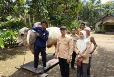  Bikin Bangga, Sapi Prabowo untuk Kurban Diambil dari Peternak Rantau Rasau 