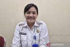 Jambi Terima 12 Sapi Kurban dari Presiden Prabowo, Bobot Minimal Satu Ton