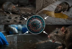 Hantavirus Masuk RI: 23 Kasus, 3 Meninggal, Tersebar dari Jakarta hingga NTT Apa Gejalanya?
