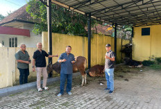 Idul Adha 2026, DPD Golkar Jambi Tebar Ribuan Paket Daging Qurban