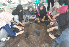 Inovasi Mikoriza dari Faperta UNJA: Solusi Kelompok Tani Muaro Jambi Hasilkan Bibit Cabai Unggul