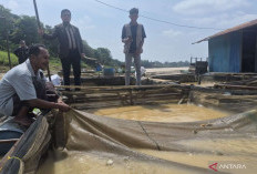 Puluhan Ton Ikan Keramba Mati di Jaluko, Sungai Batanghari Diduga Tercemar