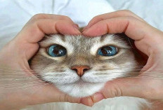 Fakta Ilmiah: Memelihara Kucing Bisa Bantu Redakan Stres dan Cemas