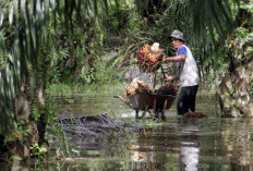 Plasma Dapat Rp4.116/kg, Swadaya Rp4.088/kg: Perbandingan Harga TBS Riau Periode 15-21 Apri