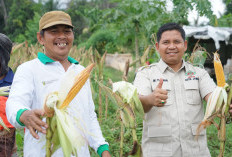 Ketua DPC HKTI Kota Jambi Muhammad Yasir Dorong Penguatan Pertanian Rakyat Saat Panen Raya